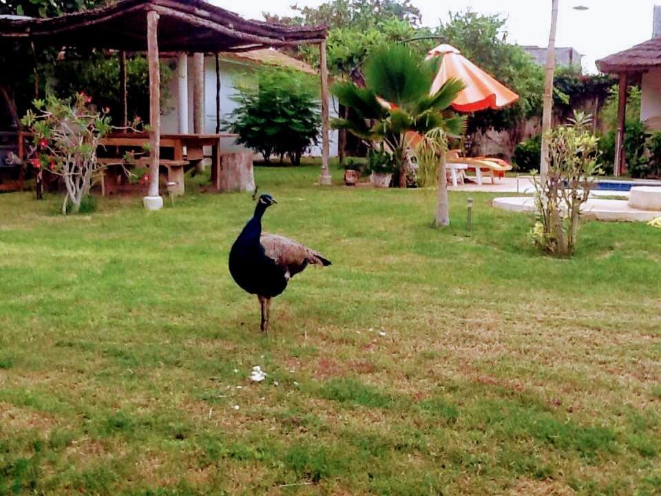 ホテル Jardin D'Afrique サリー・ポルチュダル 部屋 写真