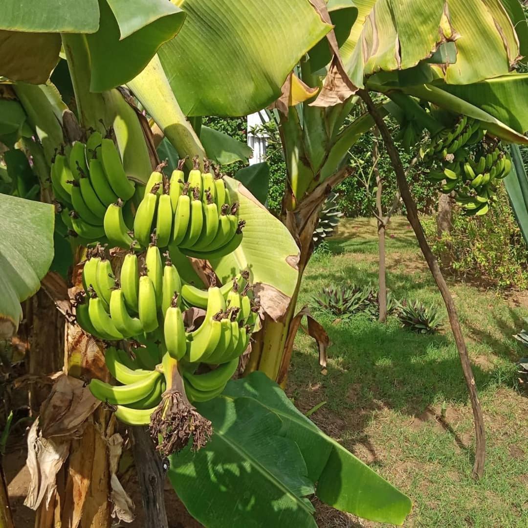 ホテル Jardin D'Afrique サリー・ポルチュダル 部屋 写真